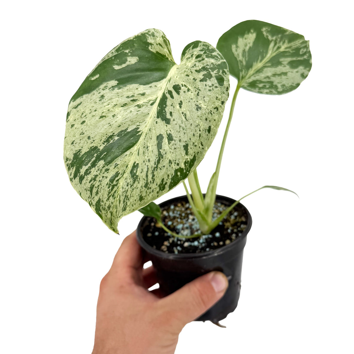 Monstera deliciosa 'Bulbosaur'