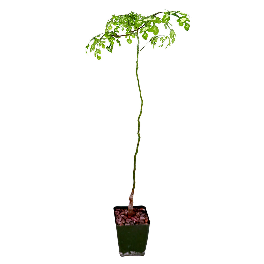 Adenia perrieri