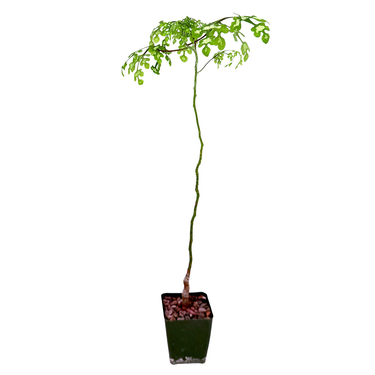 Adenia perrieri