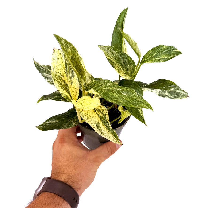 Epipremnum pinnatum 'Mint'