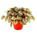 Peperomia albovittata ‘Piccolo Banda’