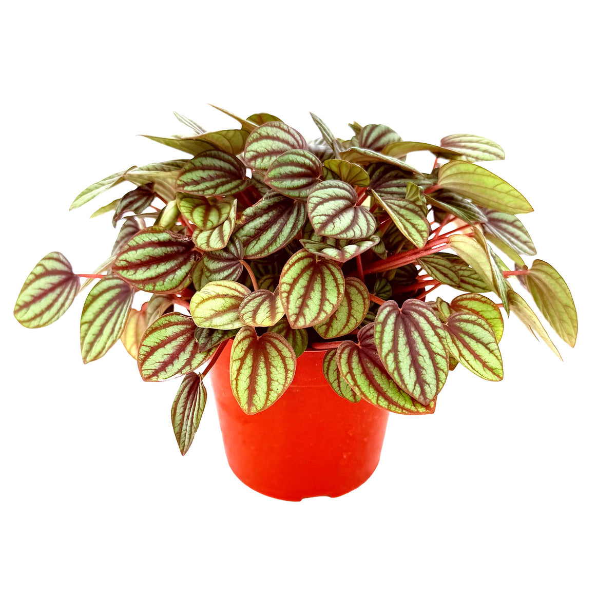 Peperomia albovittata ‘Piccolo Banda’