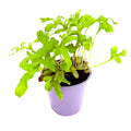Lecanopteris crustacea 'Ant Fern'