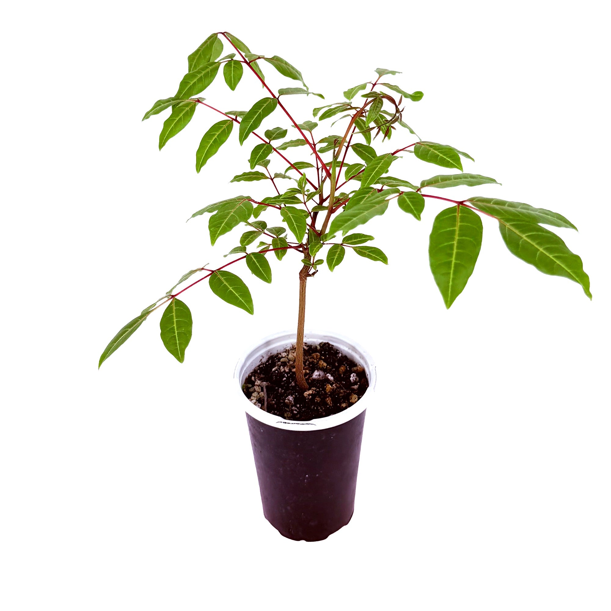 Erythrophysa paniculata