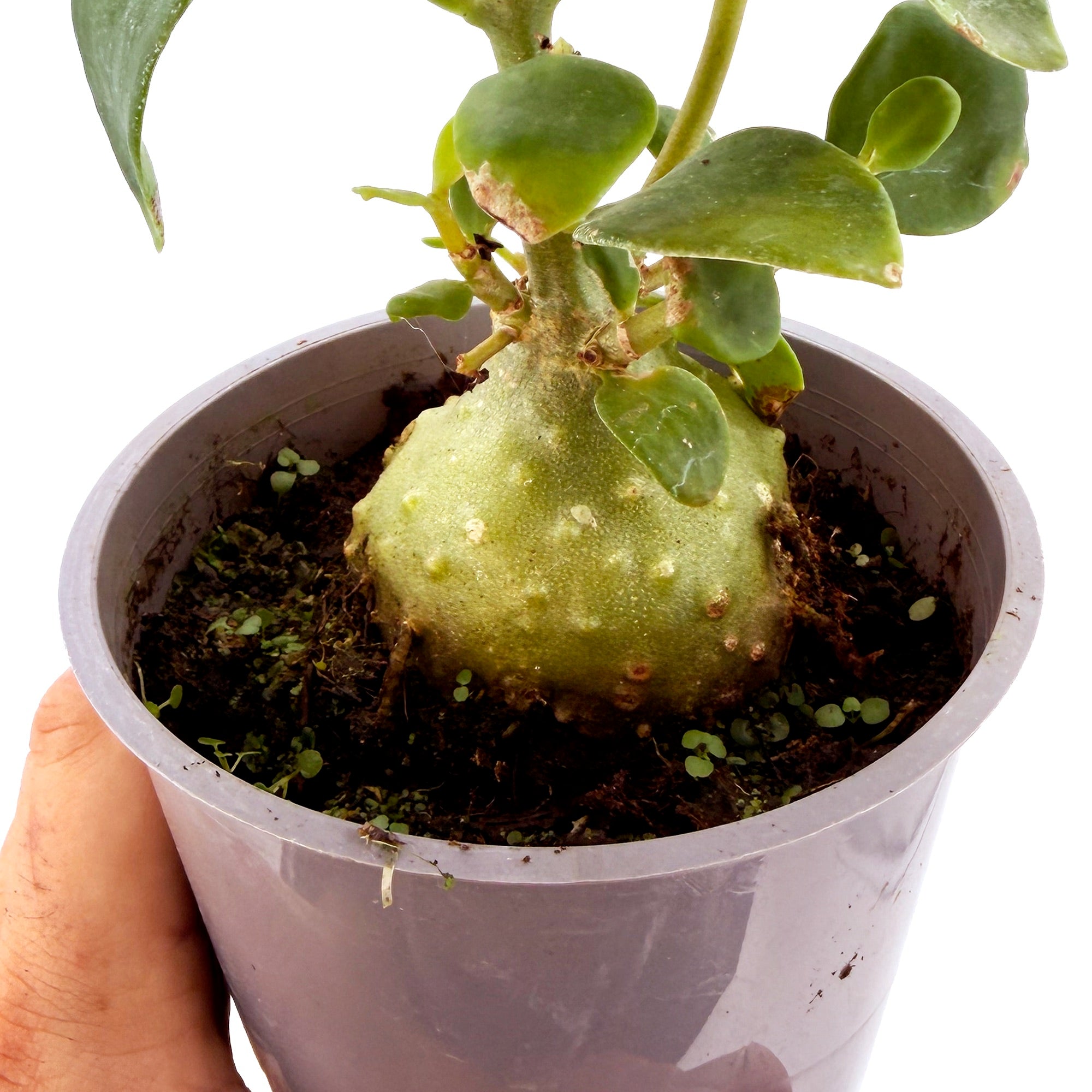 Hydnophytum moseleyanum ‘Ant Plant’