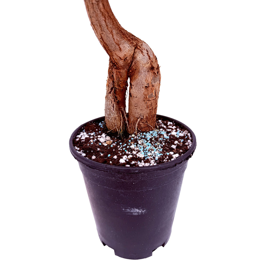 Brachychiton rupestris 'Character Cut Backs'