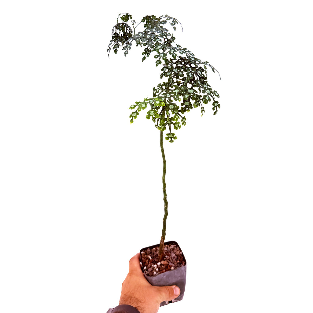 Adenia perrieri