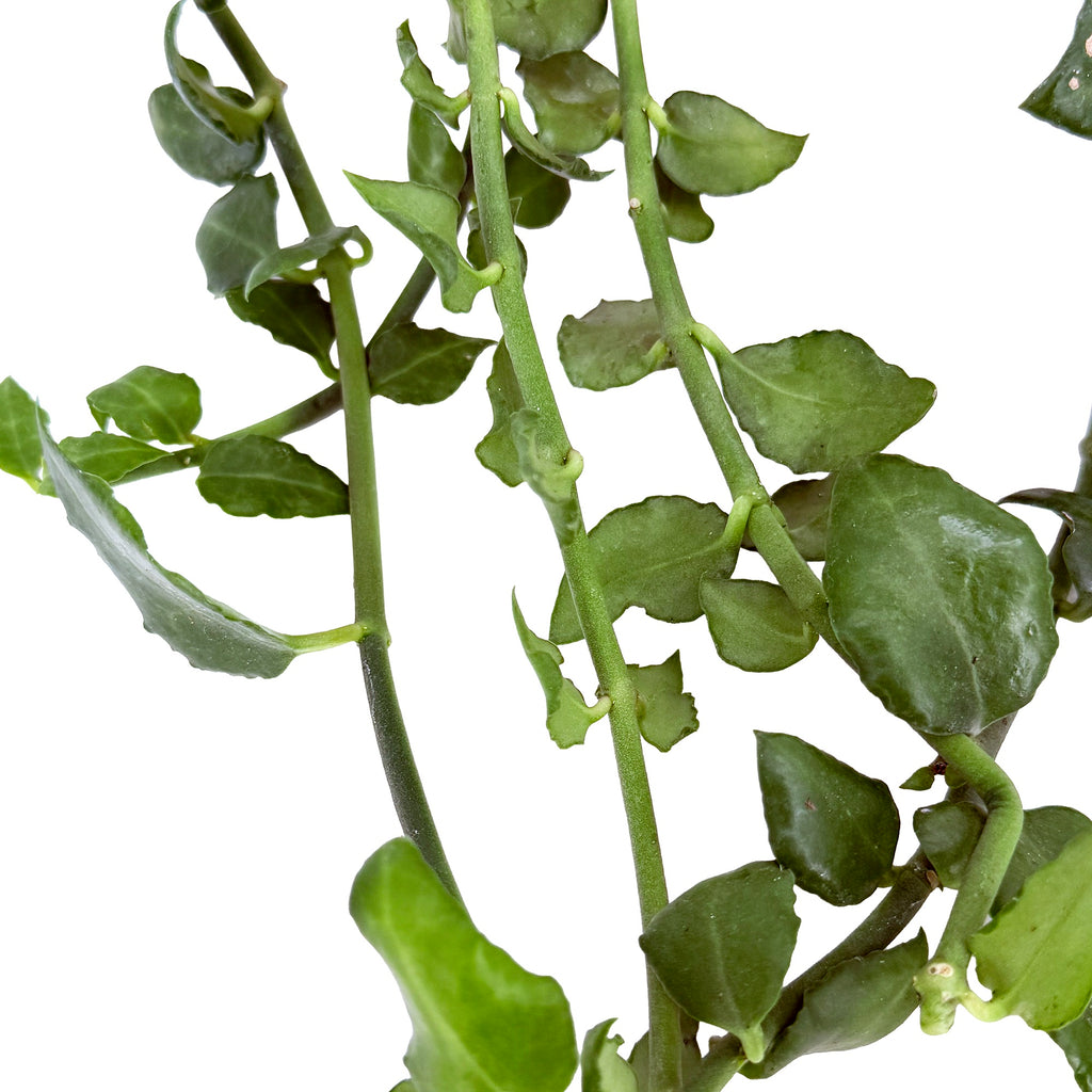 Ceropegia sandersonii 'Parachute Plant'