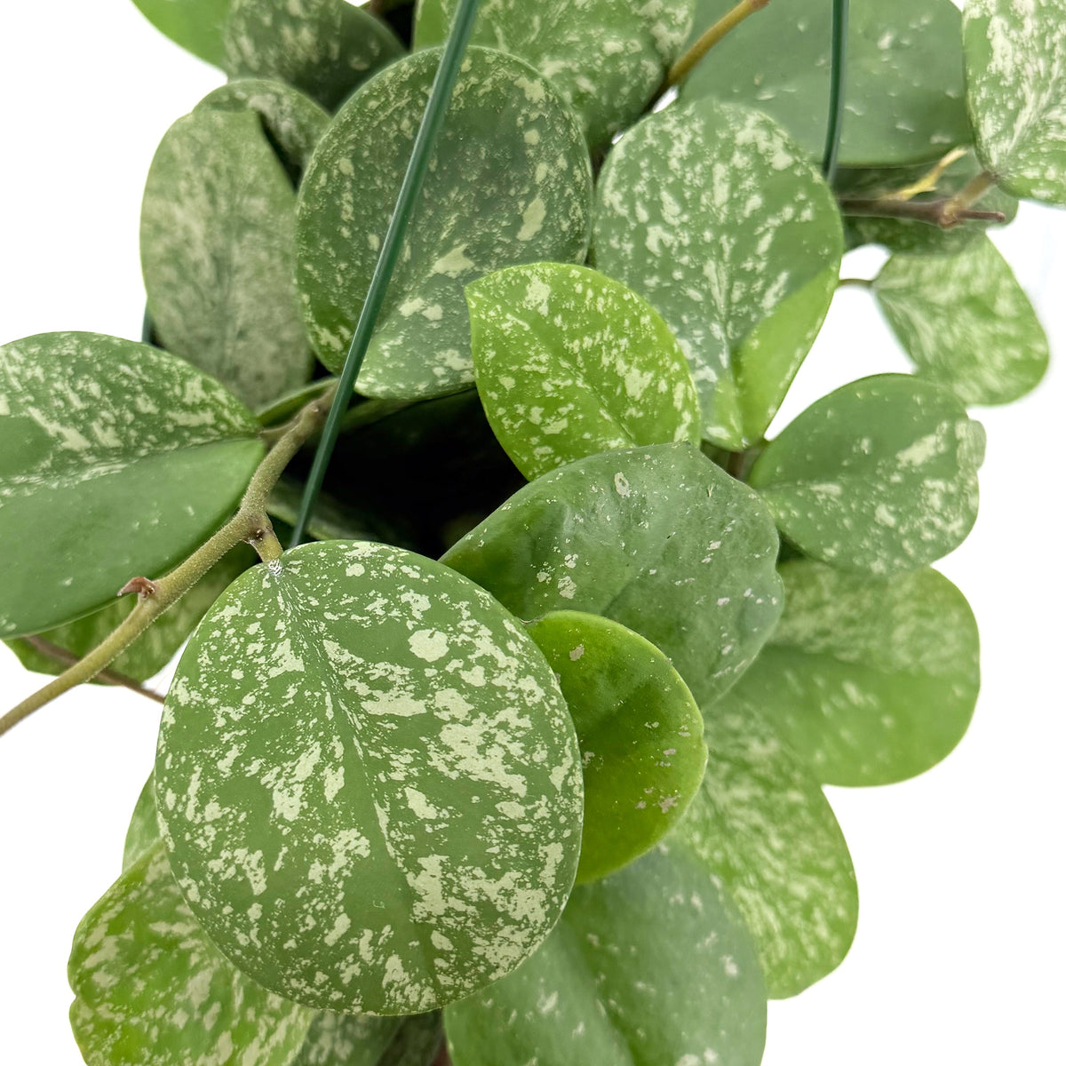 Hoya obovata ‘Splash’