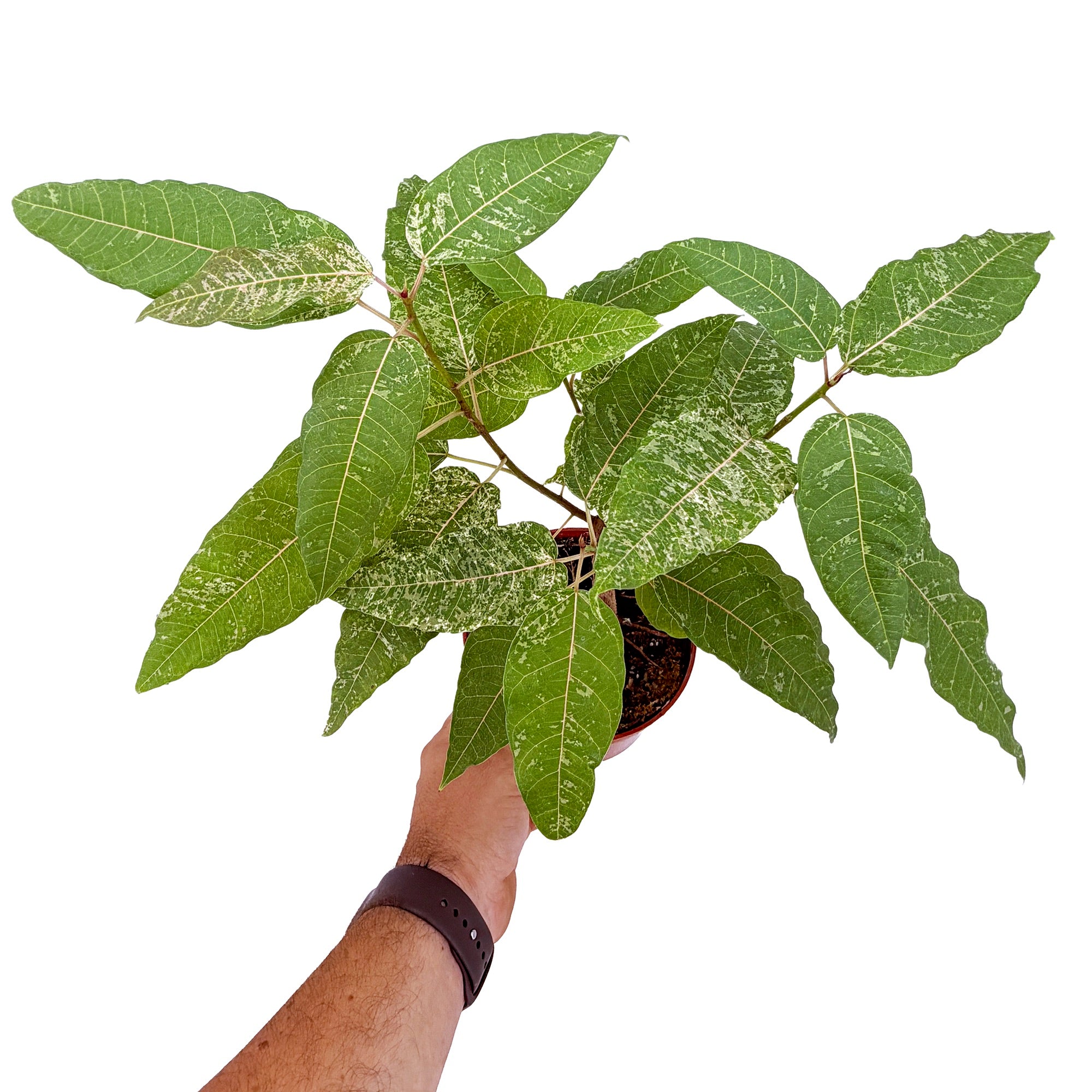 Ficus aspera 'Clown Fig'