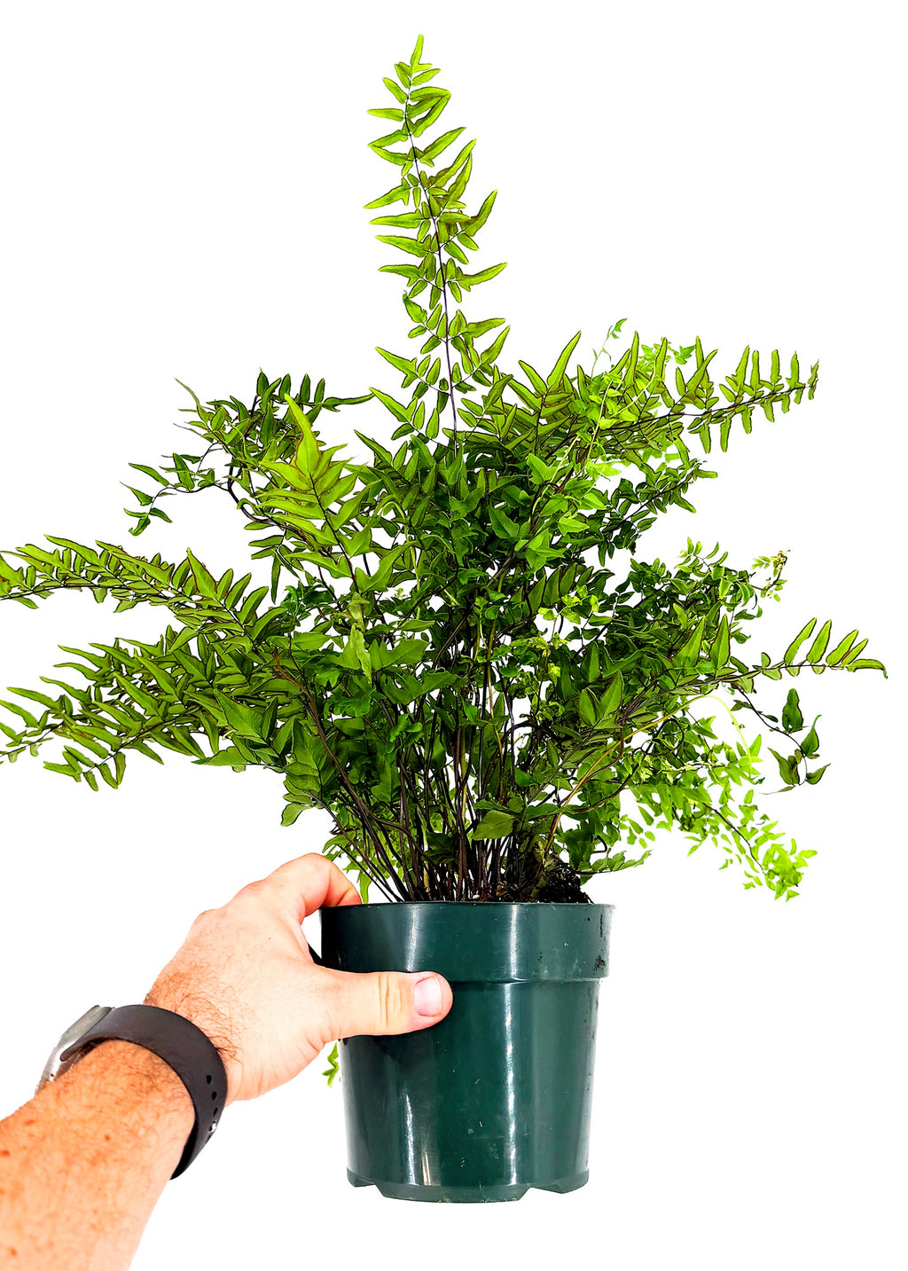 Pellaea hastata ‘Blue Rock Fern’