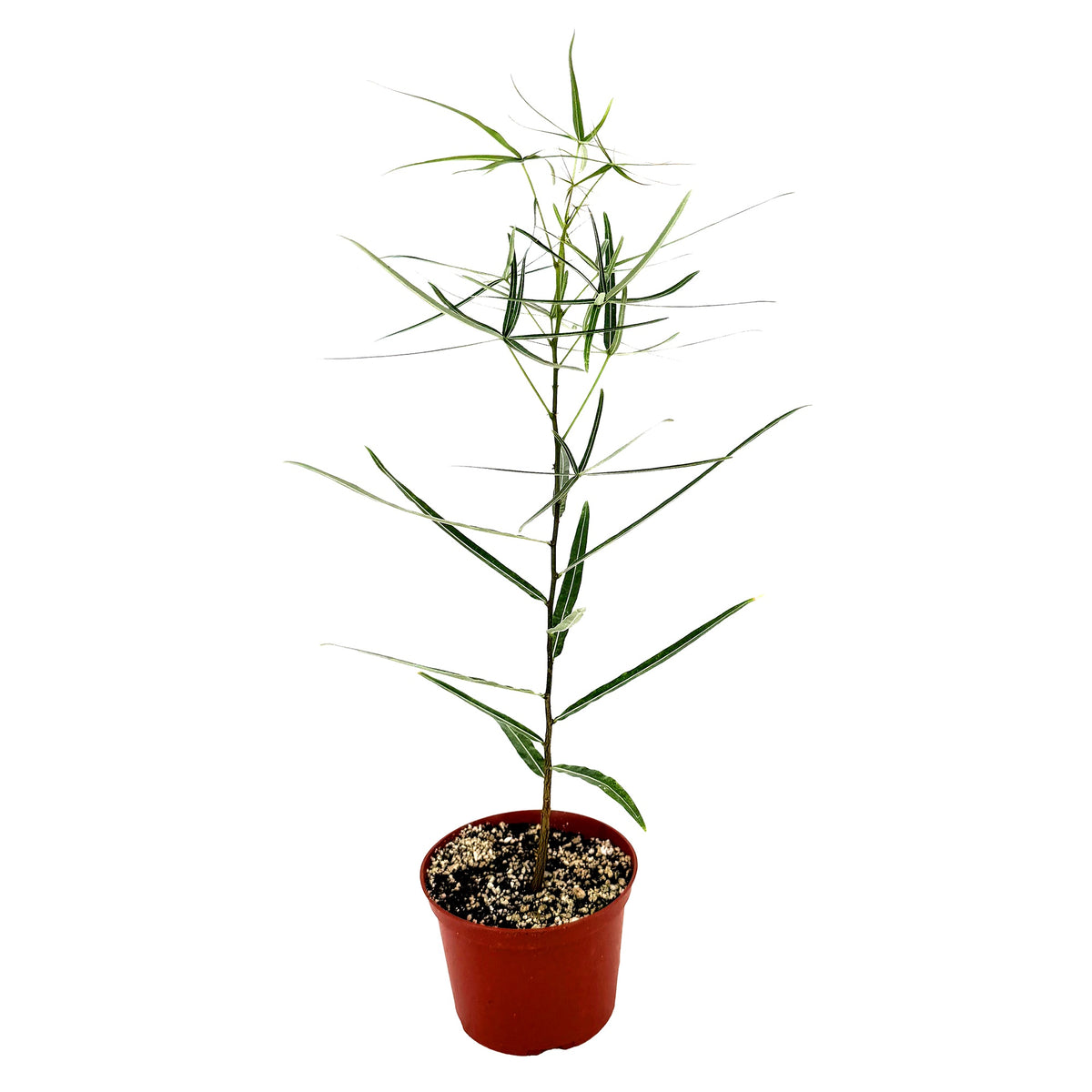 Brachychiton rupestris 'Queensland Bottle Tree'