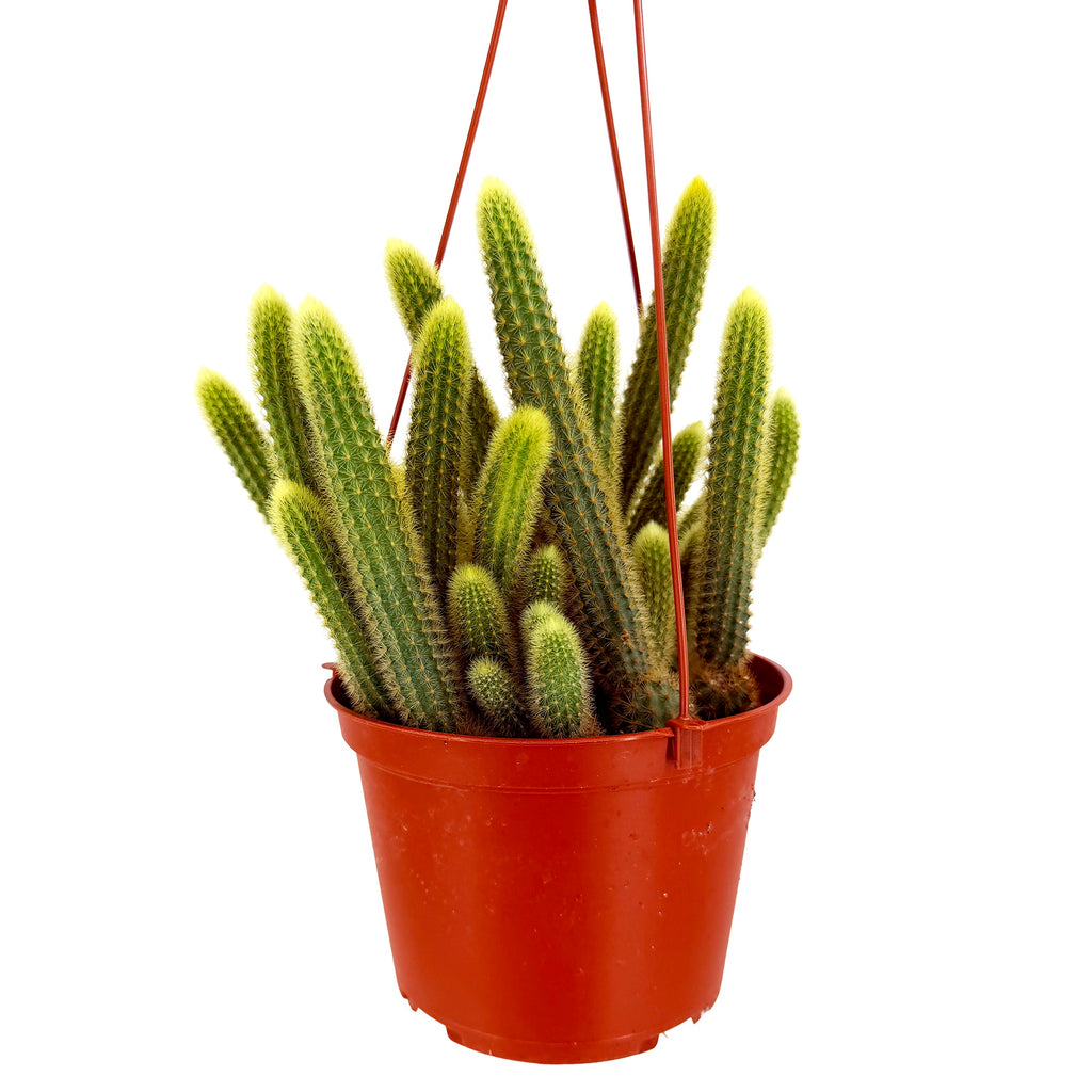 Cleistocactus winteri 'Golden Rat Tail Cactus'