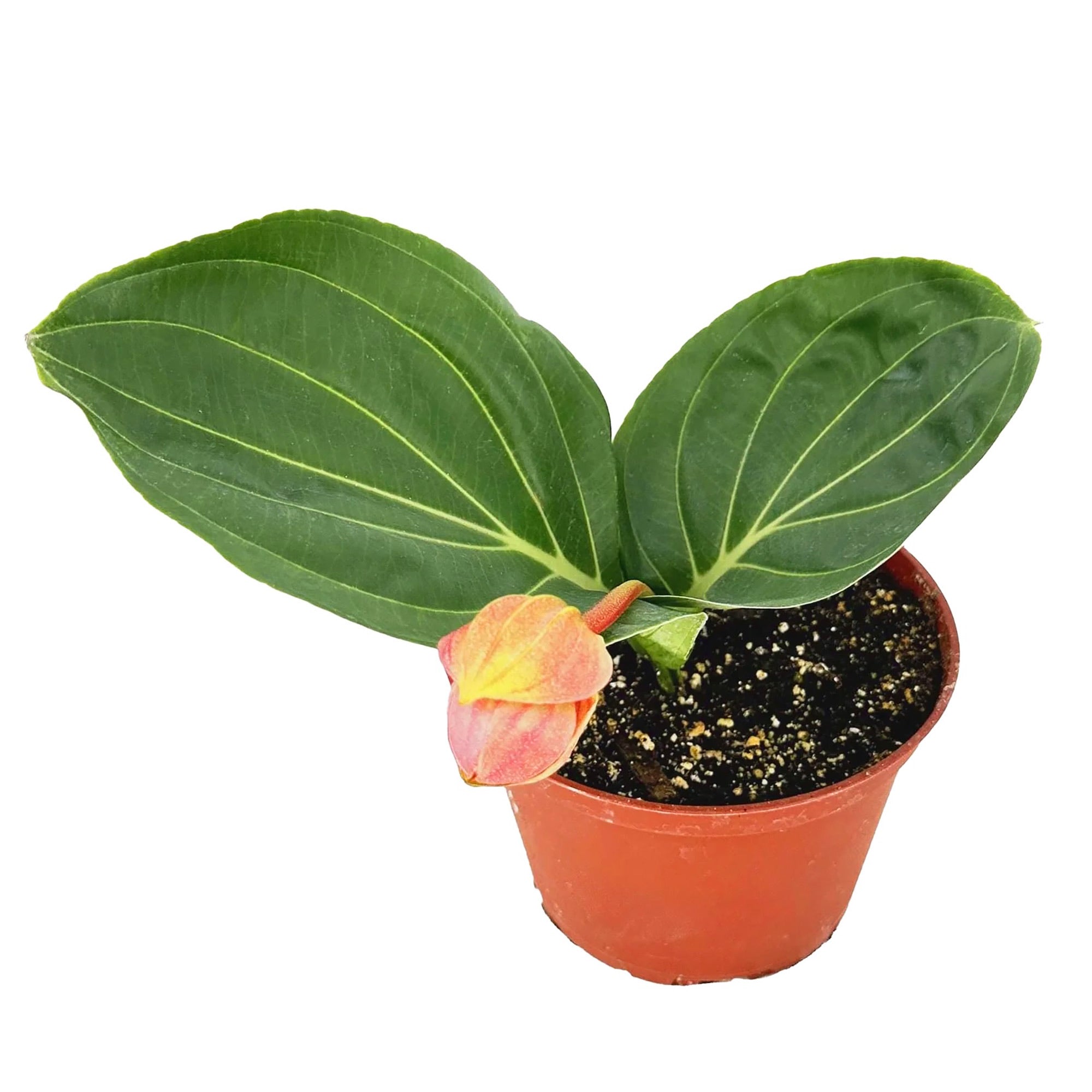 Medinilla magnifica ‘Showy Medinilla'