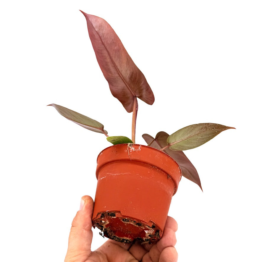 Philodendron atabapoense