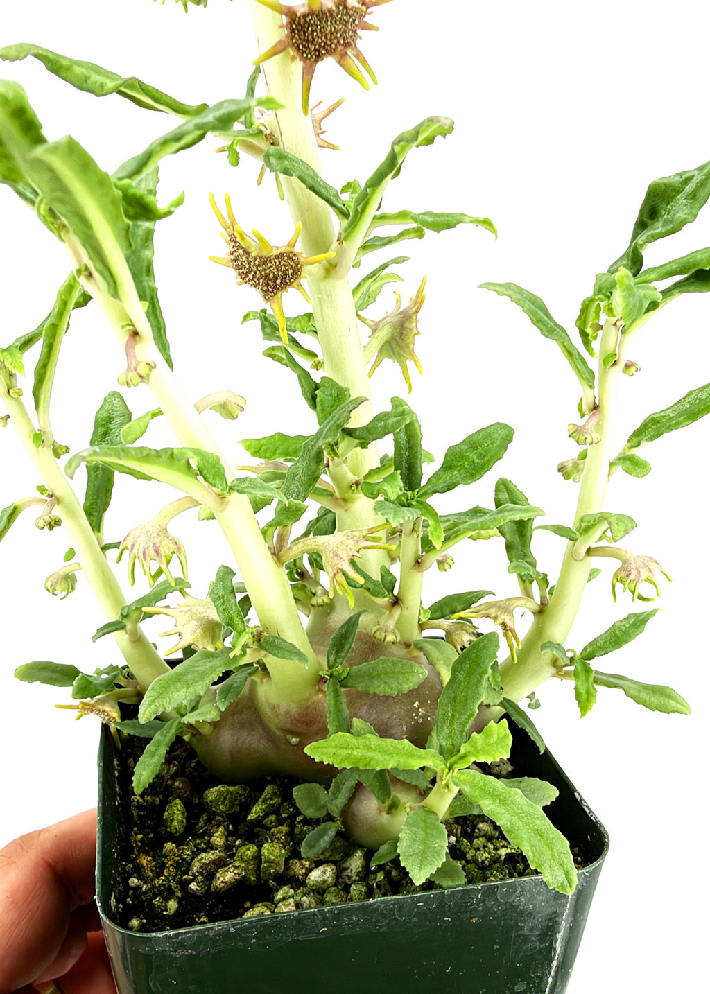 Dorstenia hildebrandtii f. crispa