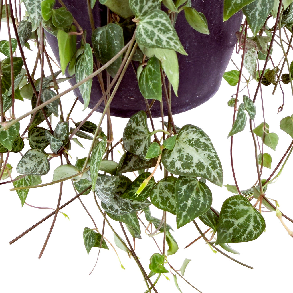 Ceropegia woodii 'String of Arrows'
