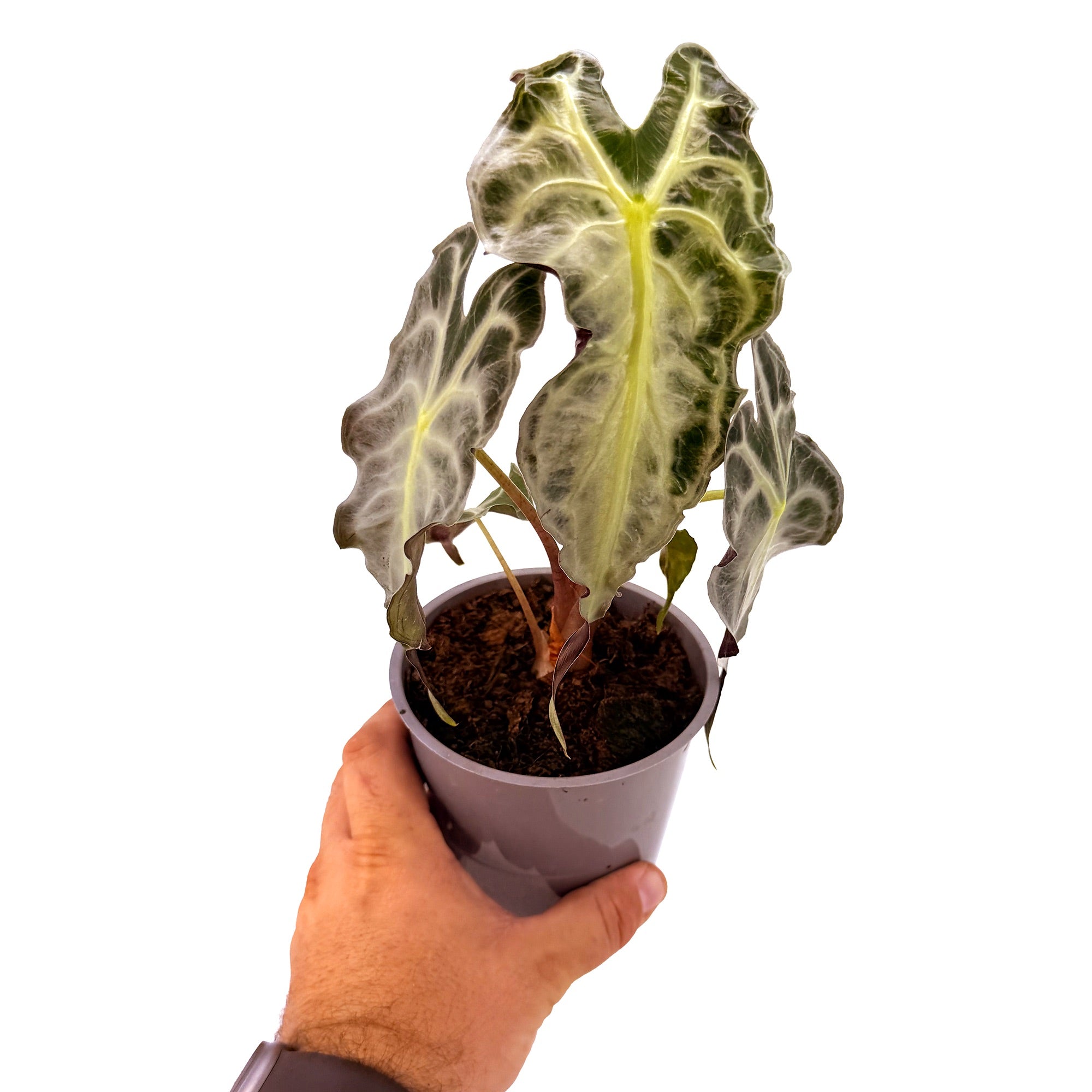 Alocasia 'Venom'