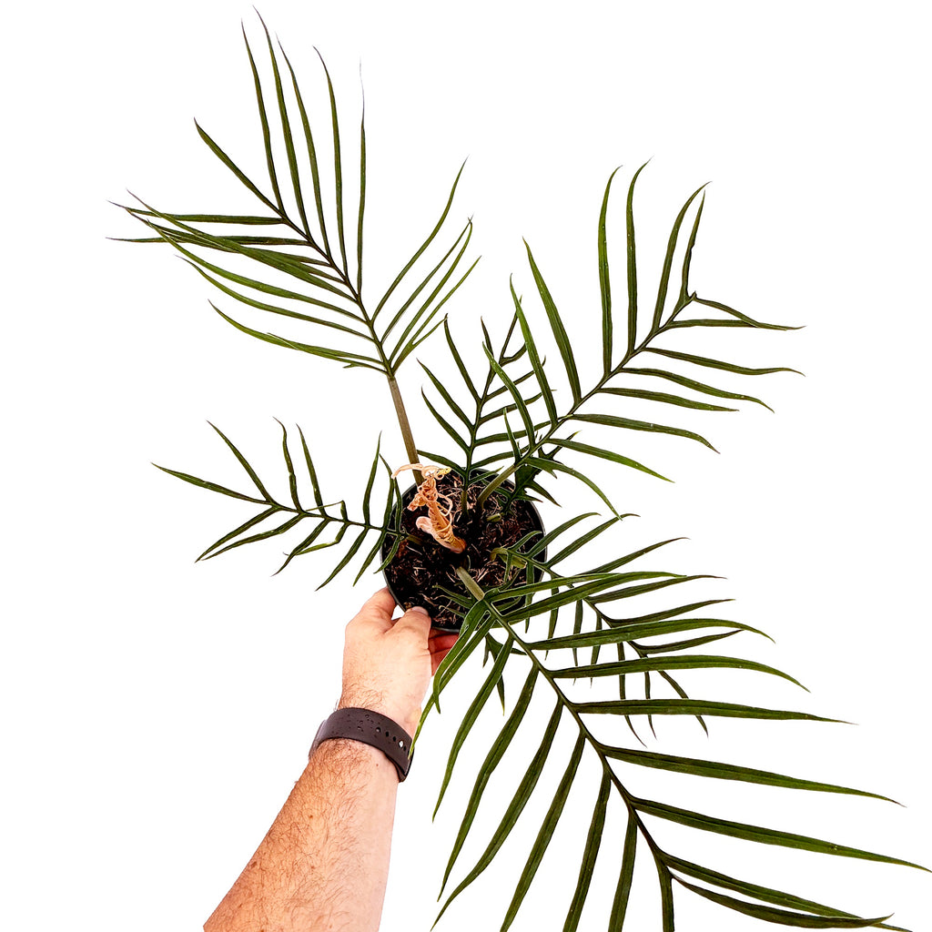 Philodendron tortum
