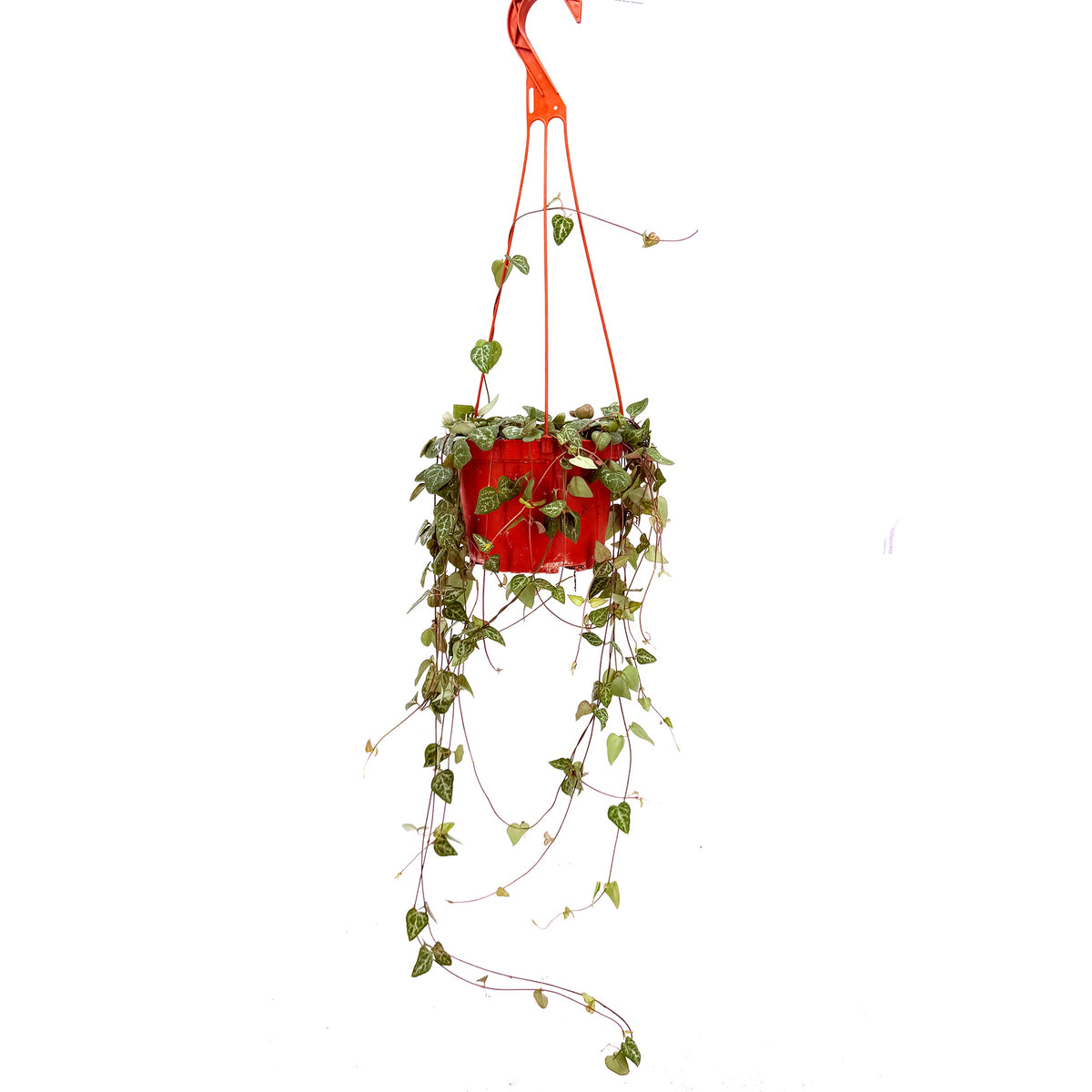 Ceropegia woodii 'String of Spades'