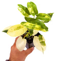 Philodendron ‘Burle Marx’ Variegated