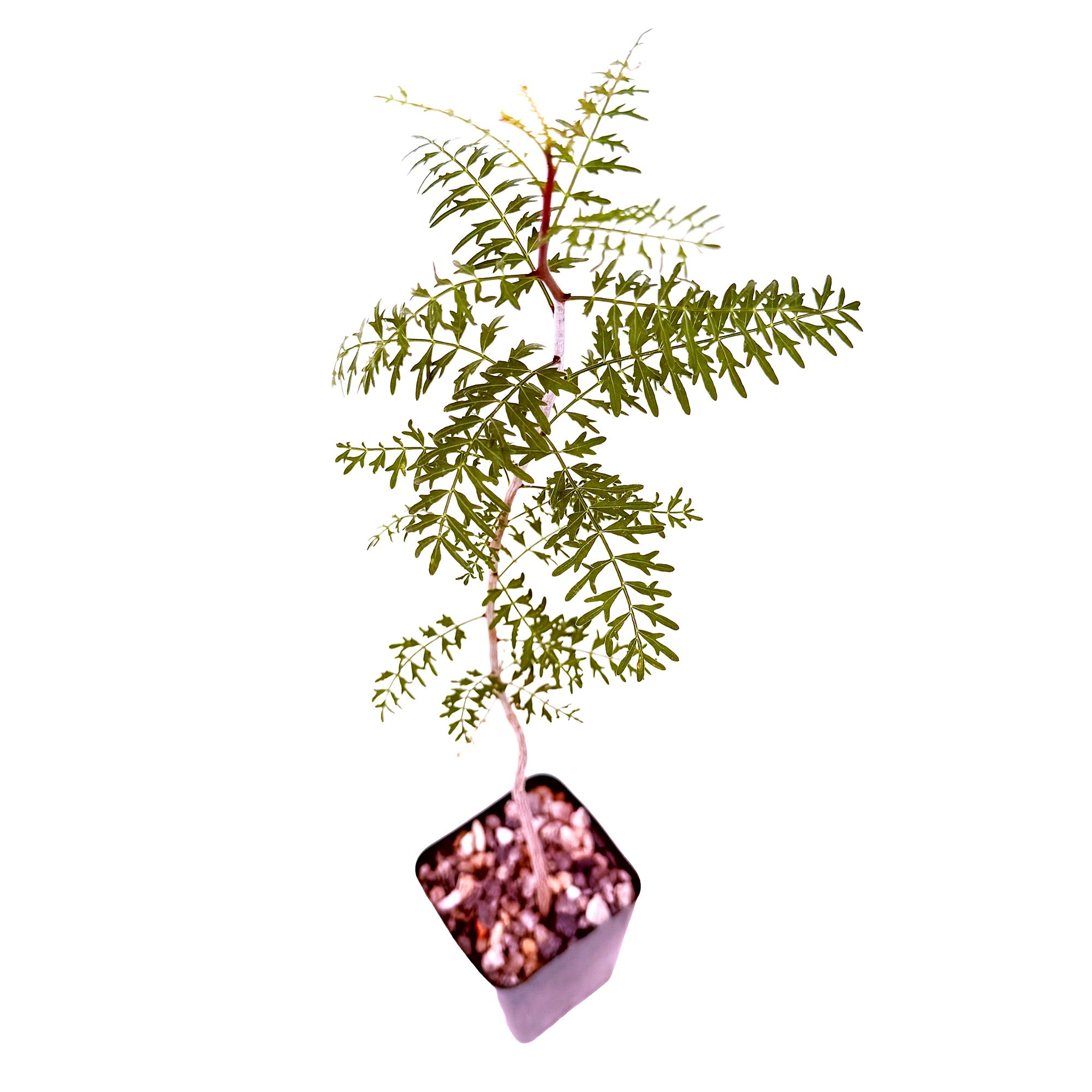 Bursera microphylla 'Elephant Tree'