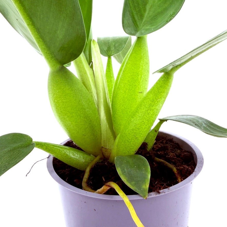 Philodendron martianum ‘Fat Boy’