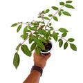 Erythrophysa paniculata