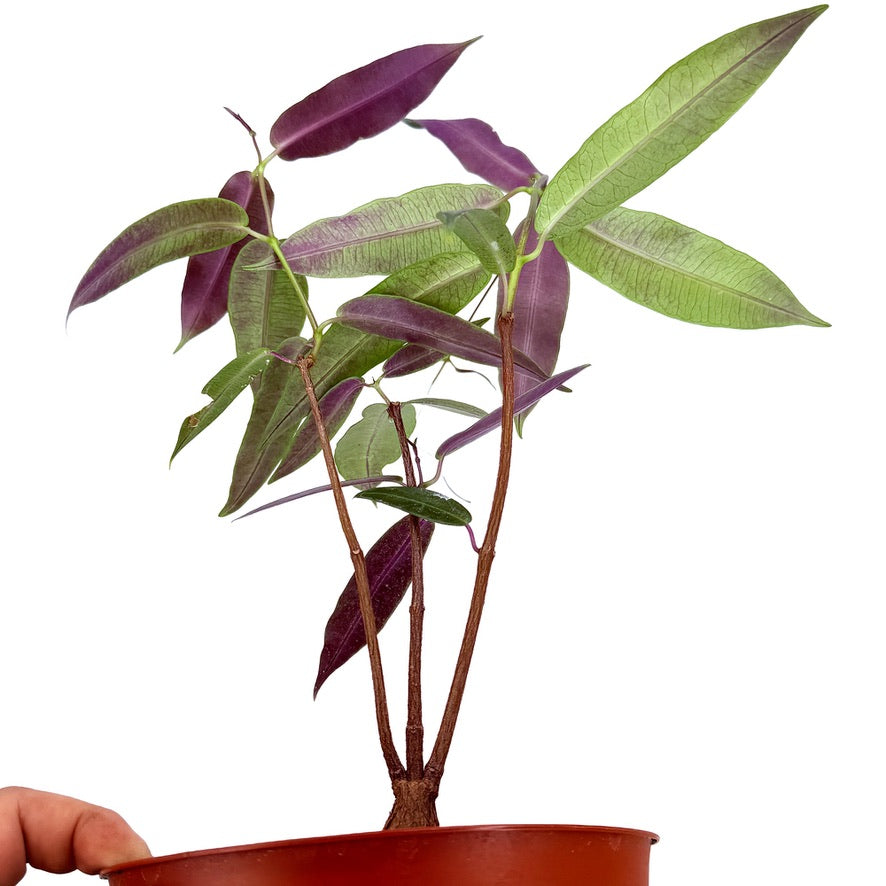 Petopentia natalensis