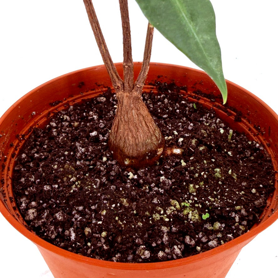 Petopentia natalensis
