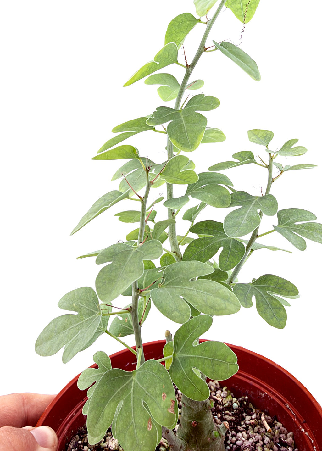 Adenia spinosa