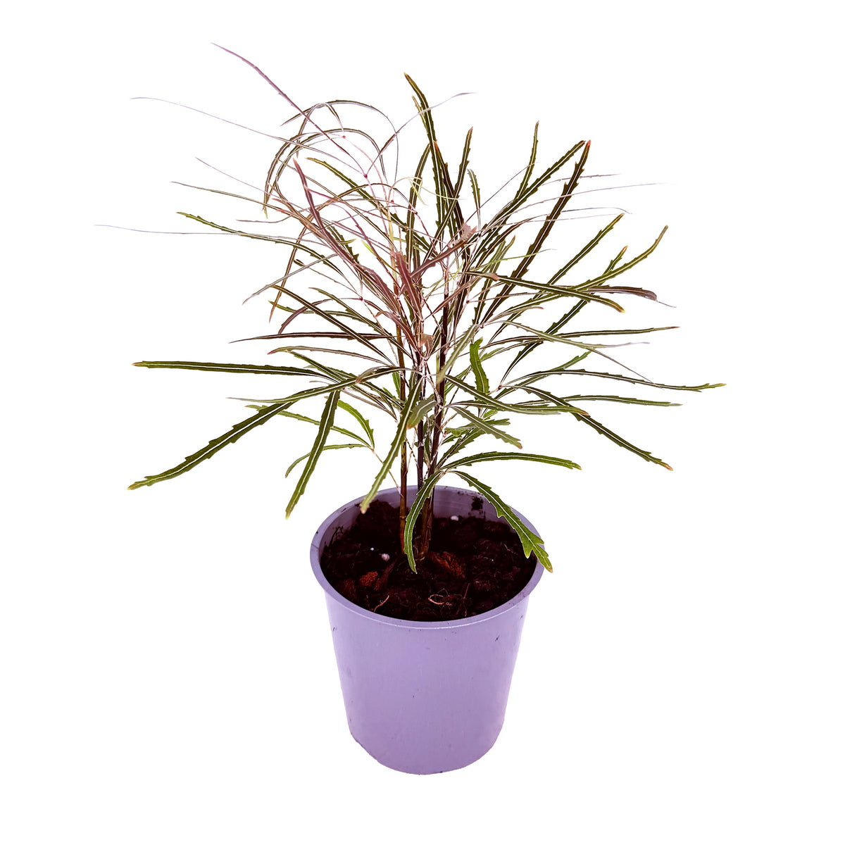 Plerandra elegantissima 'False Aralia'