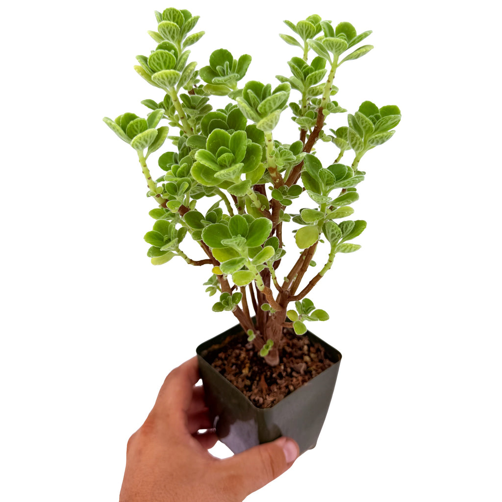 Plectranthus socotranus 'Mint of Socotra'