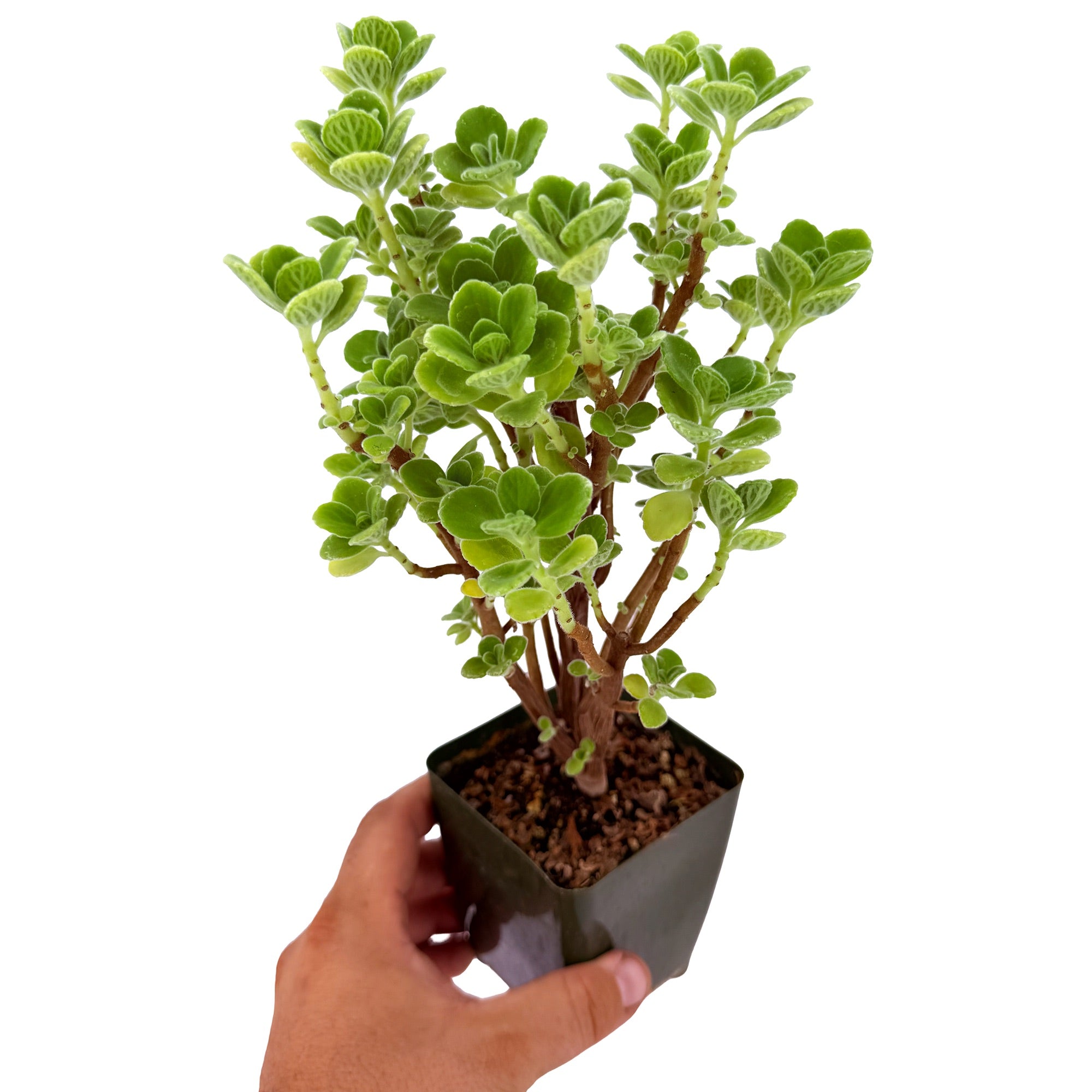 Plectranthus socotranus 'Mint of Socotra'