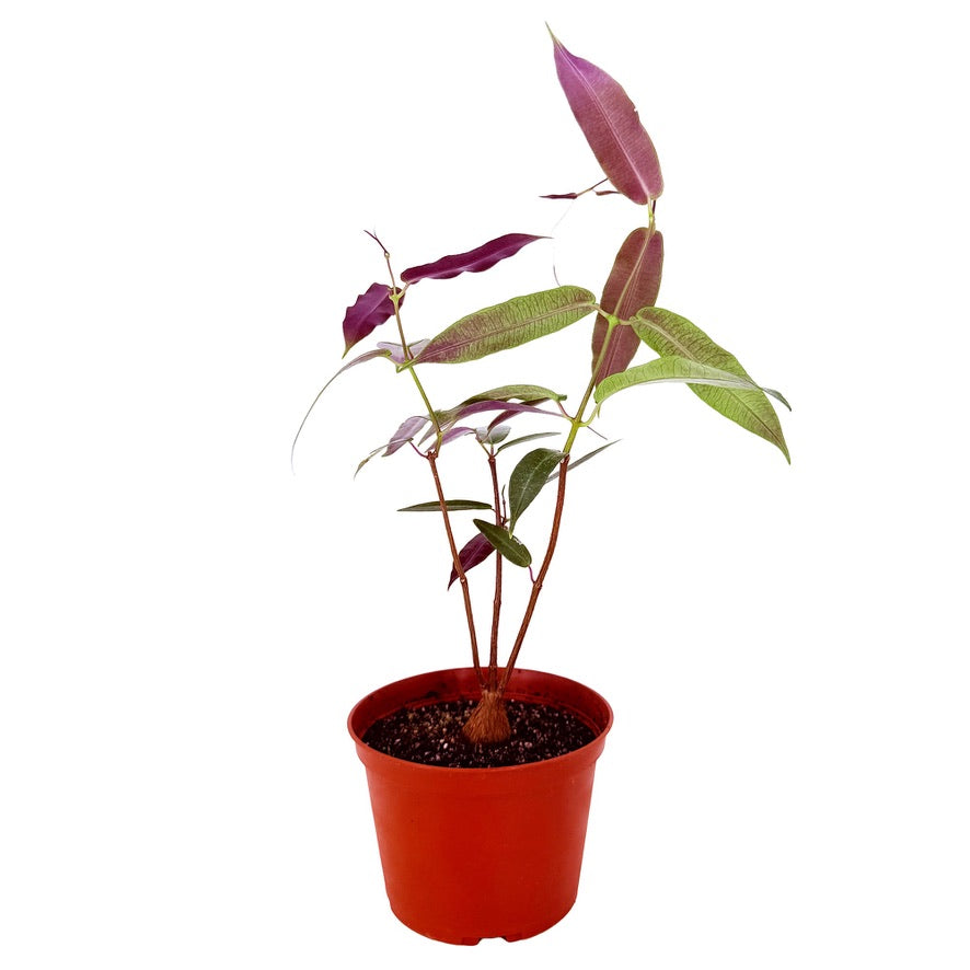 Petopentia natalensis
