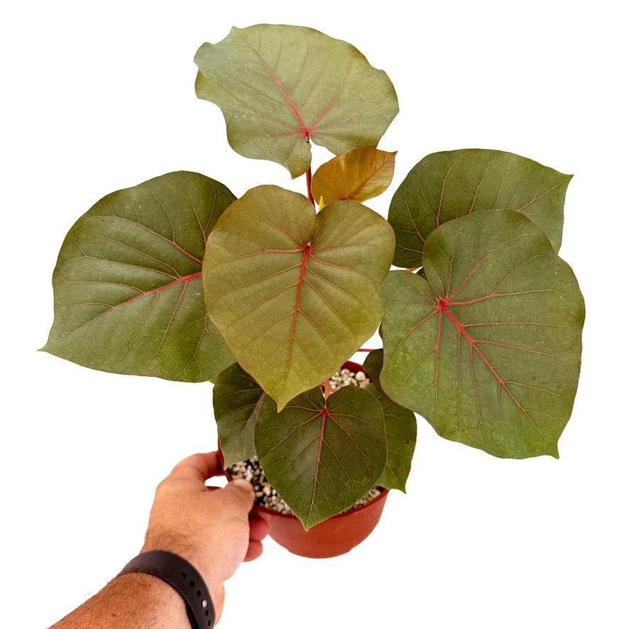 Ficus petiolaris