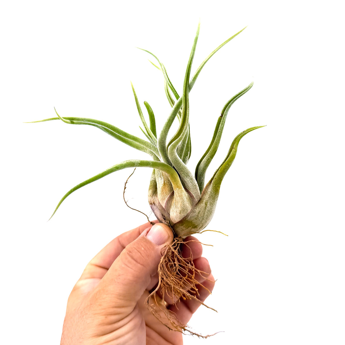 Tillandsia caput medusae ‘Medusa’s Head’