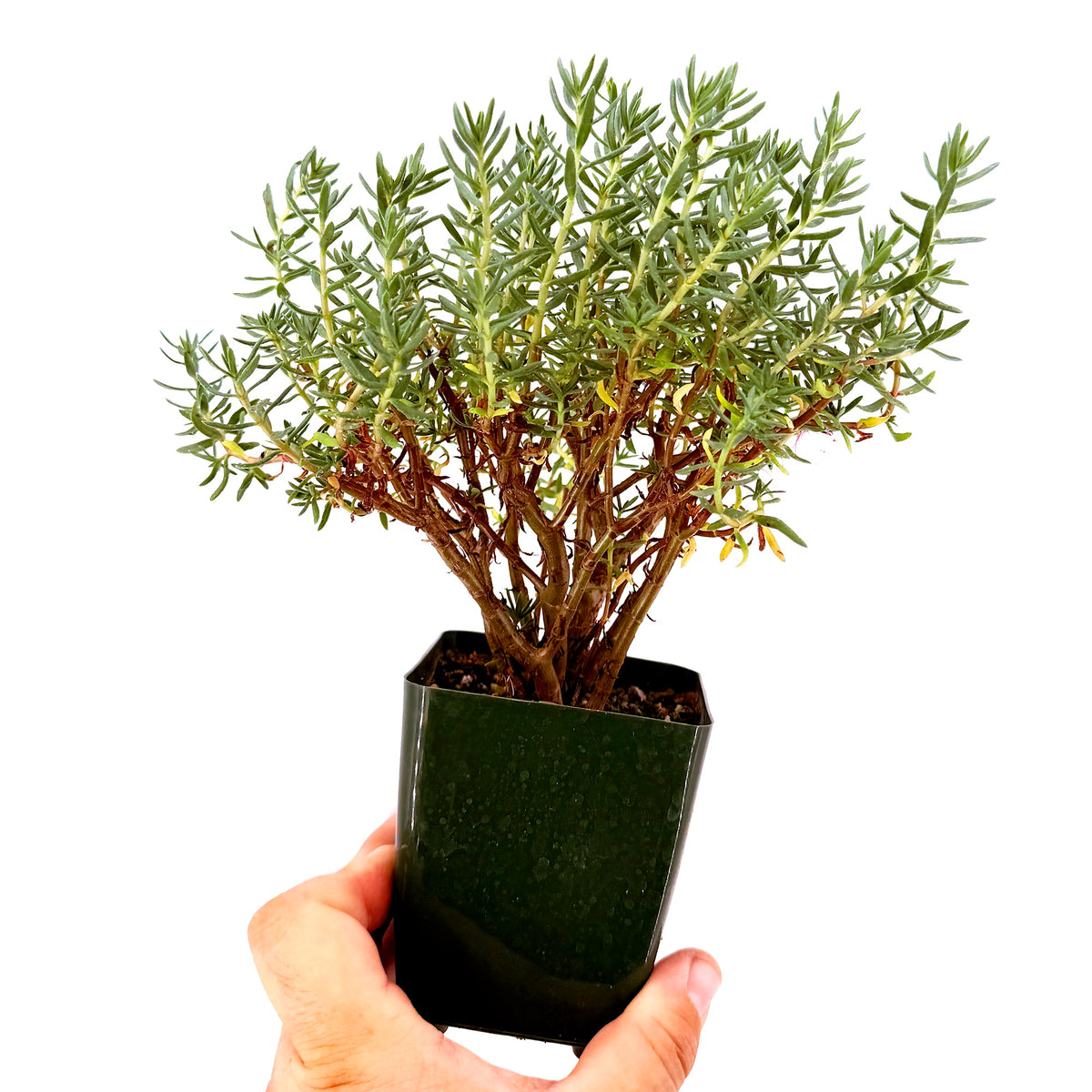 Crassula sarcocaulis ‘Bonsai Crassula’
