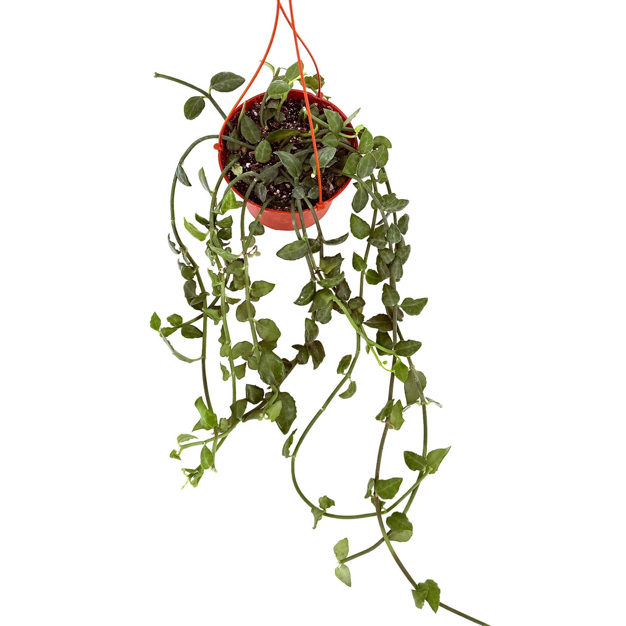 Ceropegia sandersonii 'Parachute Plant'
