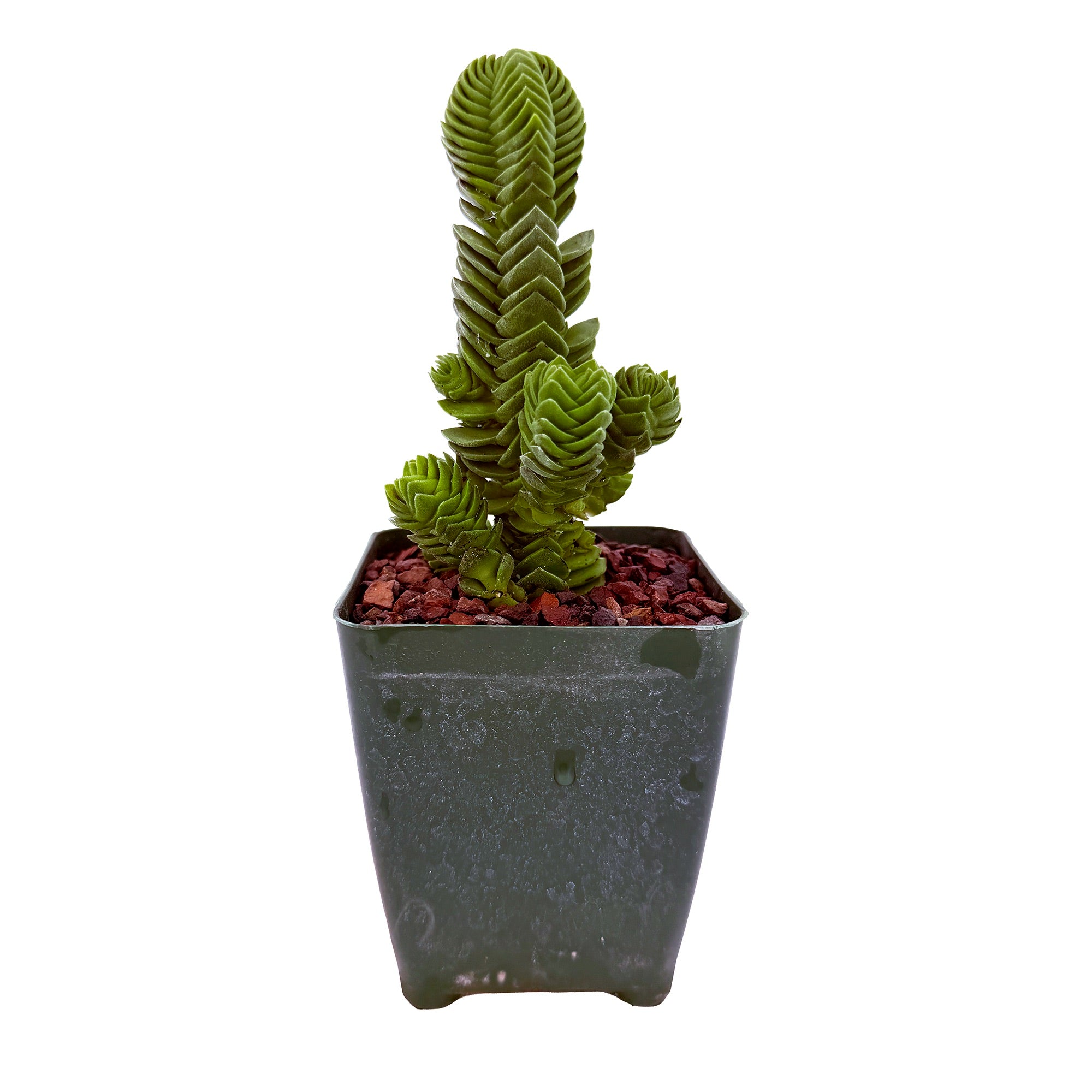 Crassula 'Buddah's Temple'
