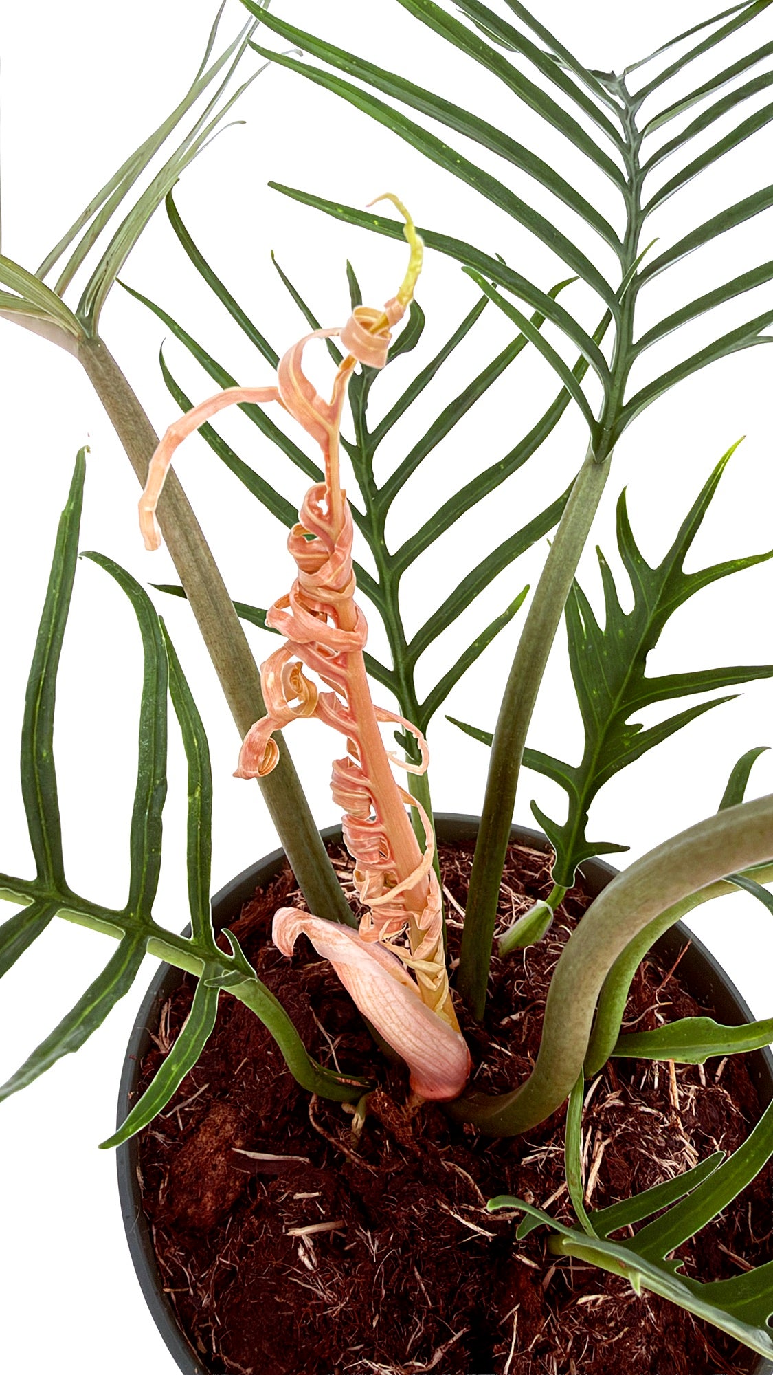 Philodendron tortum