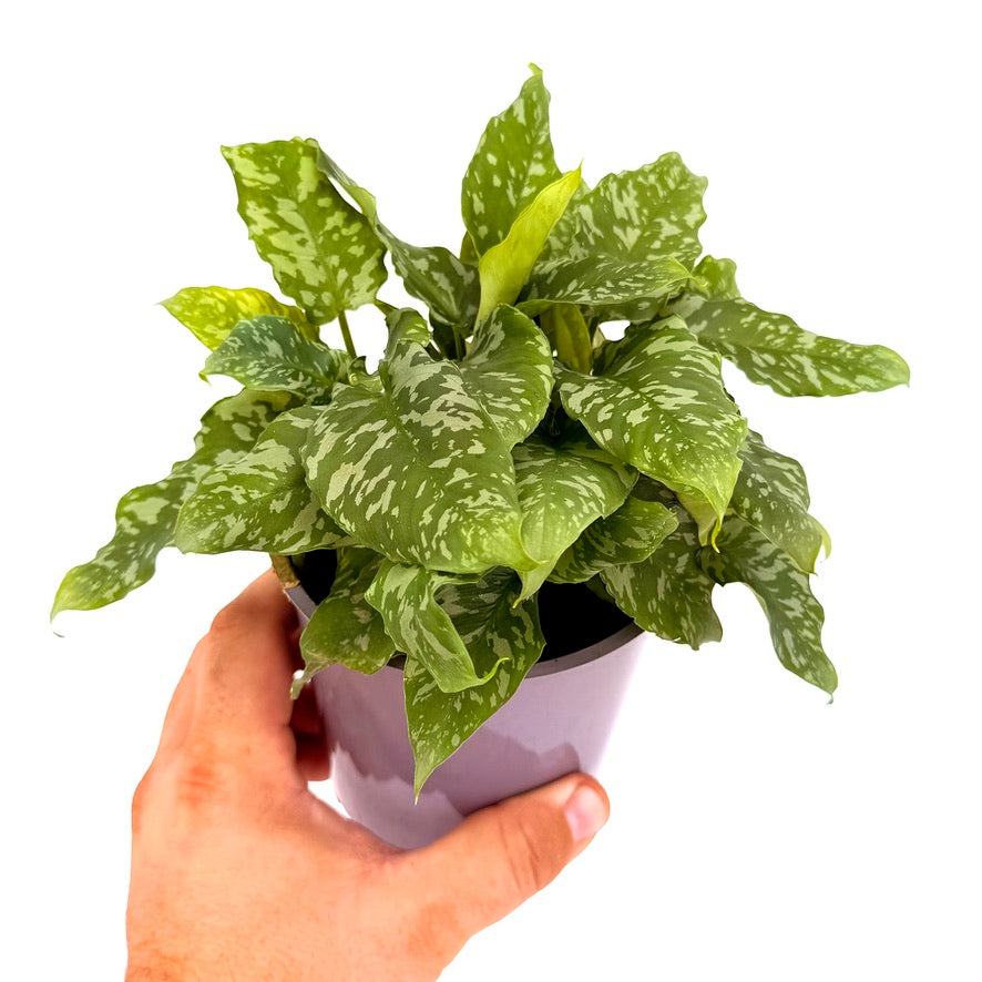 Schismatoglottis ‘Sumatran Tiger’