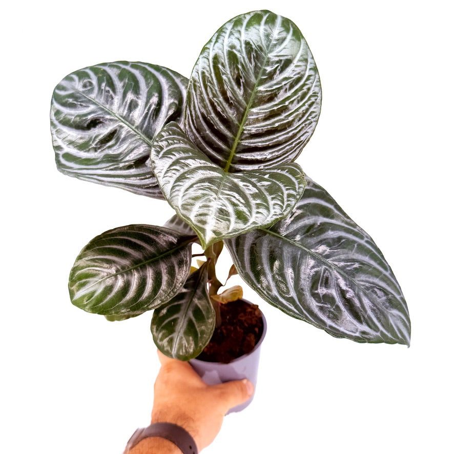 Aphelandra squarrosa ‘Nova Fuego'