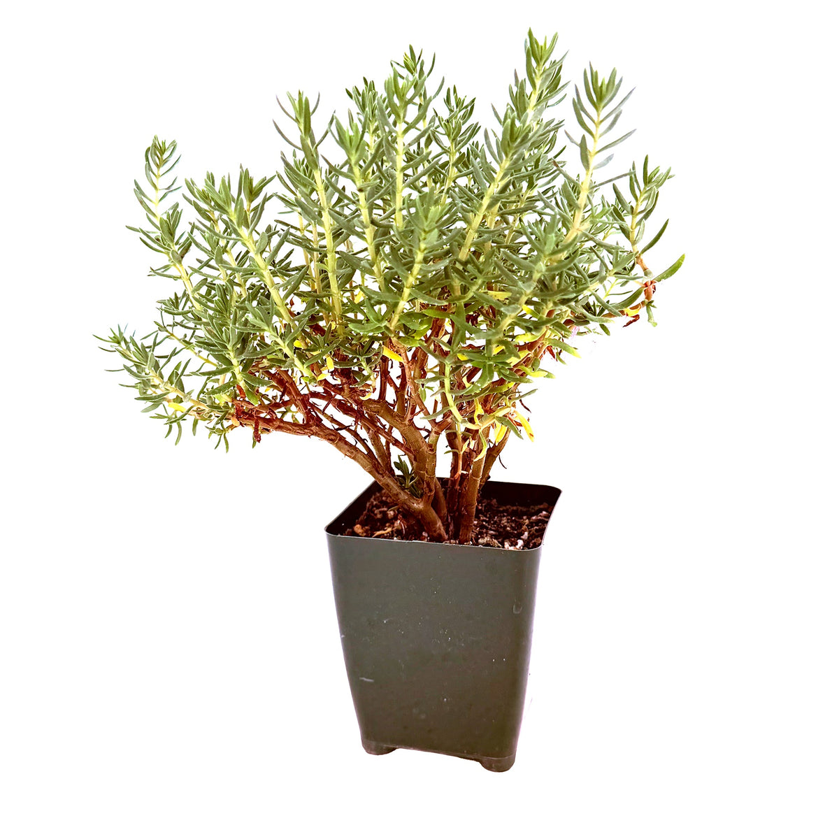 Crassula sarcocaulis ‘Bonsai Crassula’