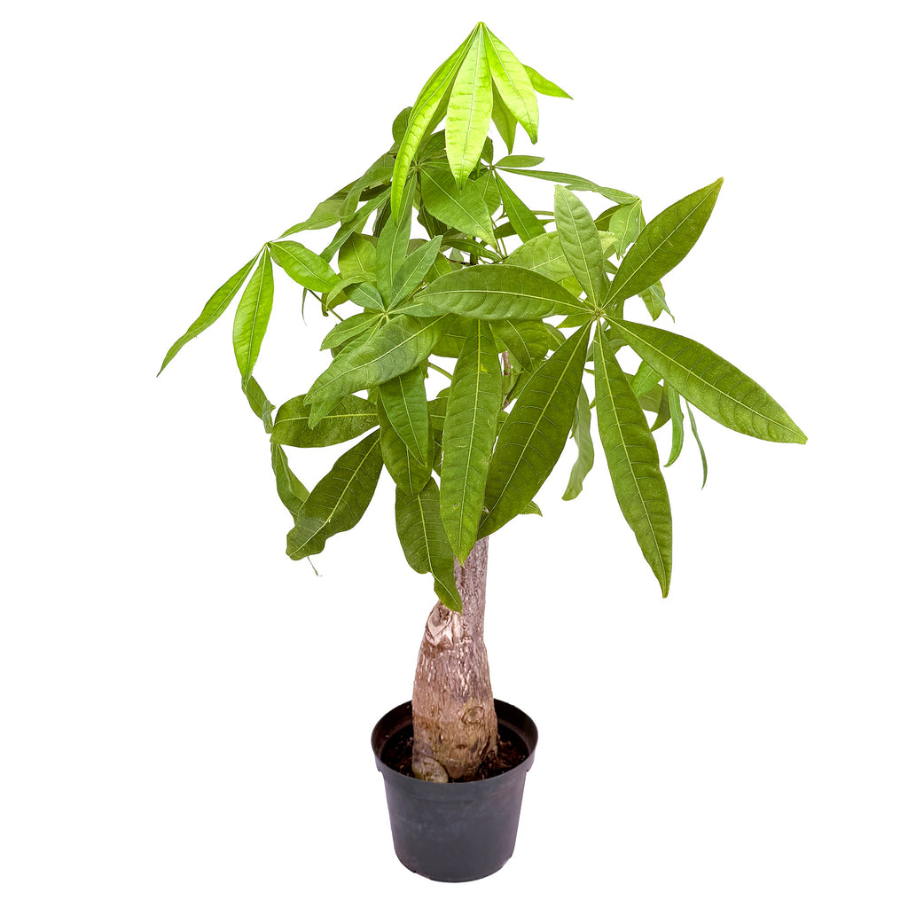 Pachira aquatica ‘Money Tree’ [Stump Form] Wabi-Sabi