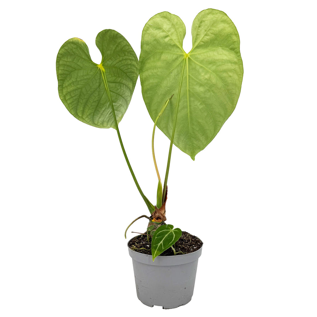 Anthurium magnificum