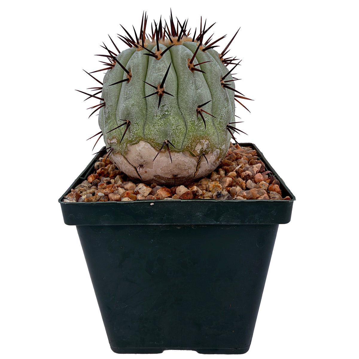 Copiapoa cinerea