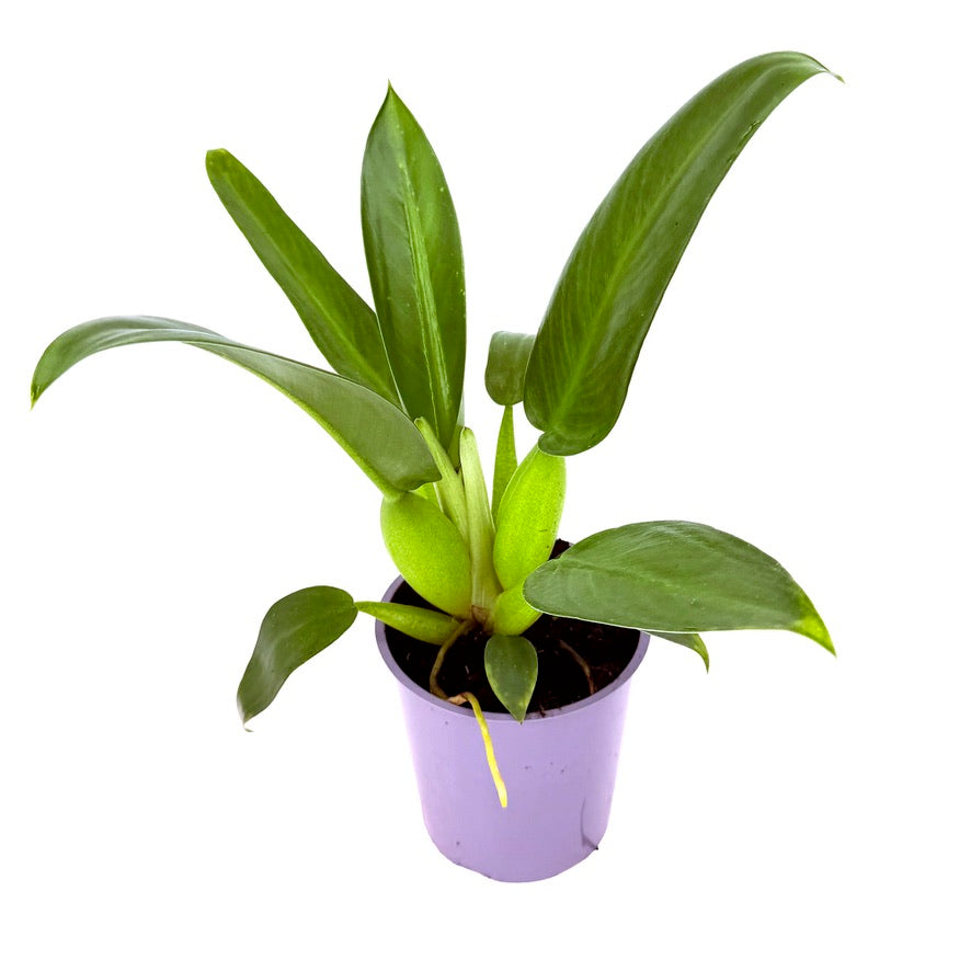 Philodendron martianum ‘Fat Boy’