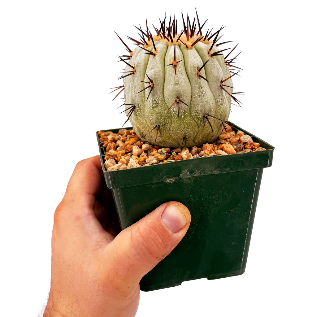 Copiapoa cinerea