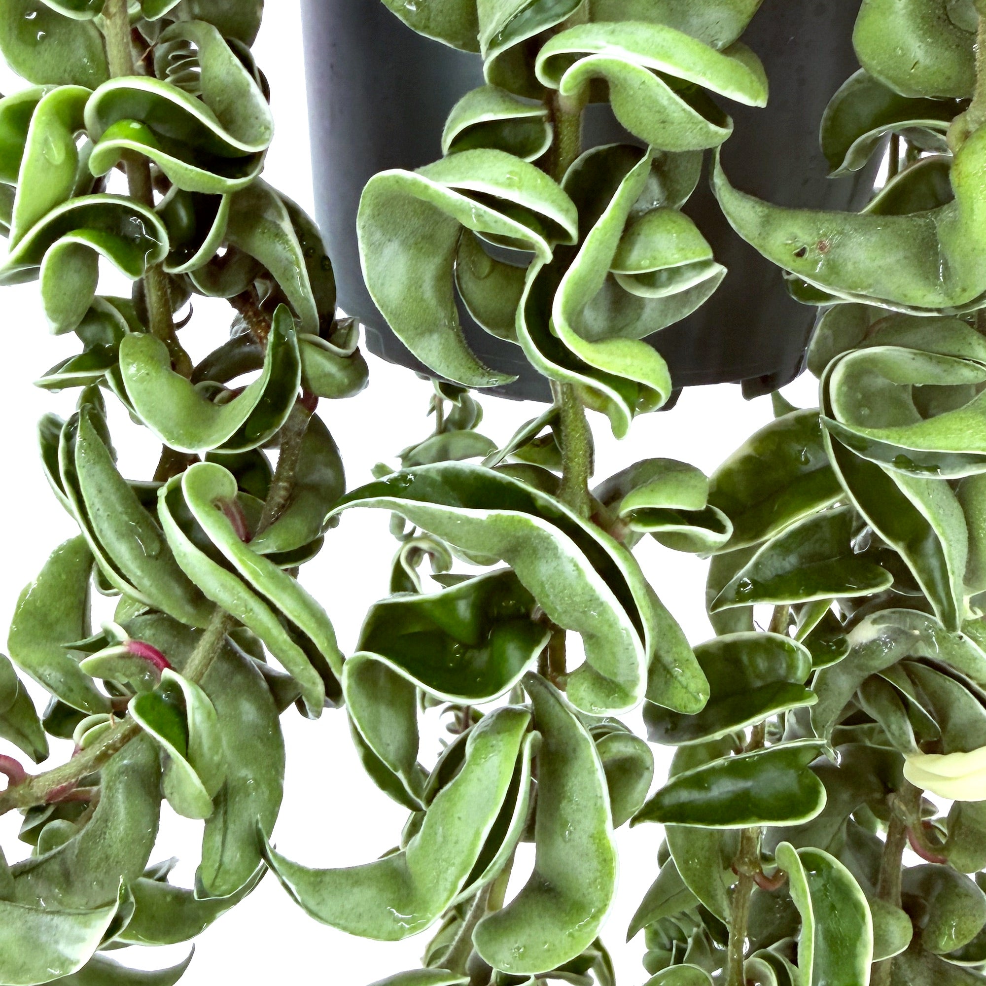 Hoya carnosa compacta variegata 'Variegated Hindu Rope' XXXL